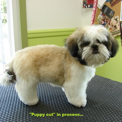 puppy-cut